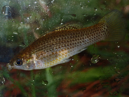 Molly Sailfin