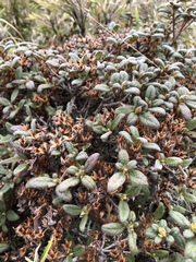 Rhododendron rubropilosum taiwanalpinum