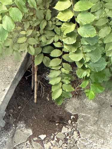 Rat photographed near here on 2026-08-09