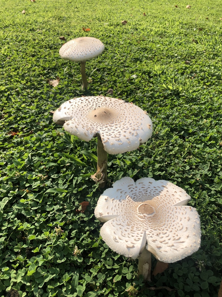 Green-spored Parasol · August 2026 · photo: Photo: (c) Andrew Conboy, some rights reserved (CC BY) · iNaturalist