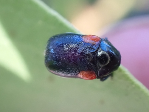 iNaturalist observation photo of Red-shouldered Leaf Beetle