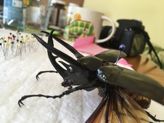 Chalcosoma