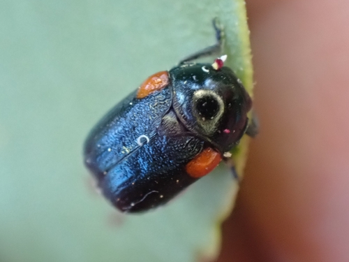 iNaturalist observation photo of Red-shouldered Leaf Beetle