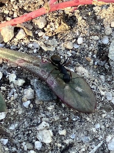 iNaturalist observation photo of Western Black Carpenter Ant