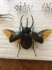 Chalcosoma