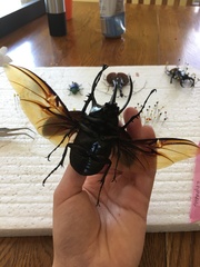 Chalcosoma