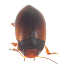 Hydroporus tristis