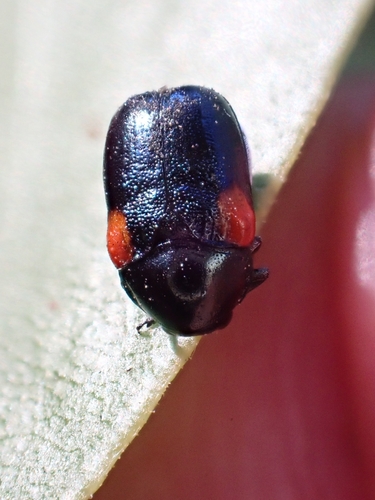 iNaturalist observation photo of Red-shouldered Leaf Beetle
