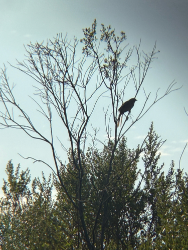 iNaturalist observation photo of California Towhee