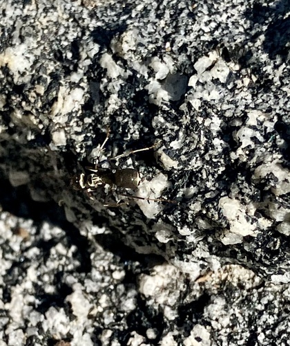 iNaturalist observation photo of Ants