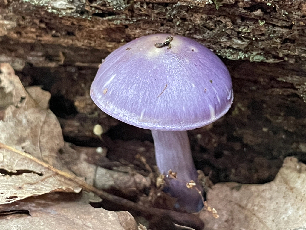 Viscid Violet Cort · August 2026 · photo: Photo: (c) Bobby McCabe, some rights reserved (CC BY) · iNaturalist
