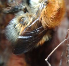 Bombus schrencki