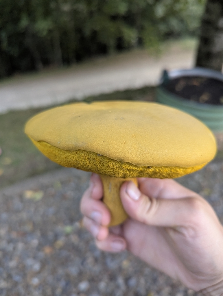 Ornate-stalked bolete · August 2026 · photo: Photo: (c) Alina Martin, some rights reserved (CC BY) · iNaturalist