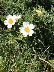 Rosa bracteata