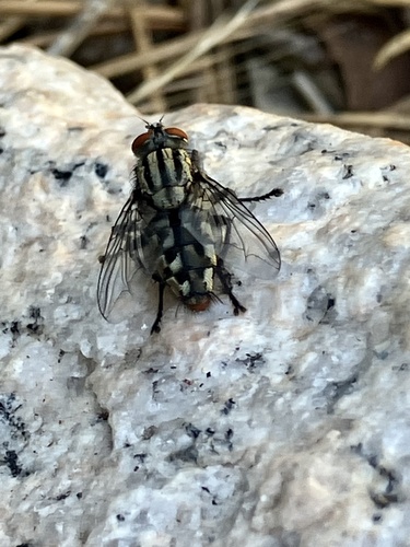 iNaturalist observation photo of Flesh Flies and Satellite Flies