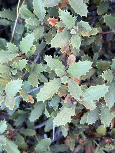 Ceanothus prostratus, photograph 4