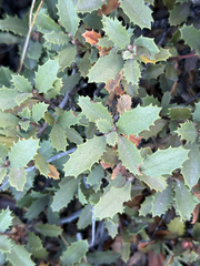 author not stated, no rights reserved Ceanothus prostratus, photograph author not stated, no rights reserved