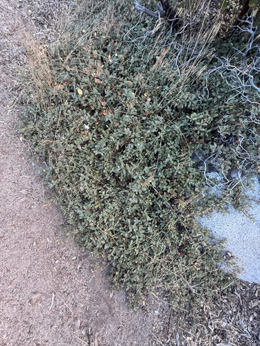 Ceanothus prostratus, photograph 5