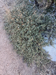 author not stated, no rights reserved Ceanothus prostratus, photograph author not stated, no rights reserved
