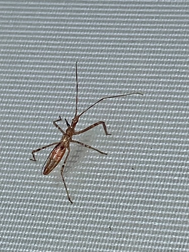 iNaturalist observation photo of Four-spurred Assassin Bug