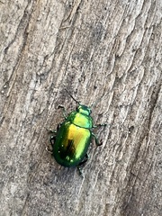 Chrysolina herbacea