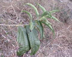 Koanophyllon albicaule