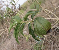 Koanophyllon albicaule