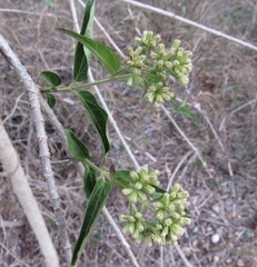 Koanophyllon albicaule