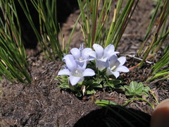 Craterocapsa tarsodes