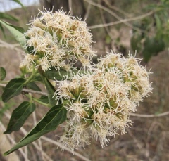 Koanophyllon albicaule