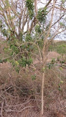 Koanophyllon albicaule