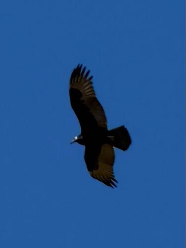 Turkey Vulture seen in Sonoma Valley