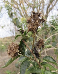 Koanophyllon albicaule