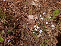 Houstonia caerulea