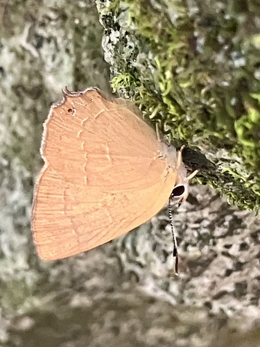 iNaturalist observation photo of Golden Hairstreak