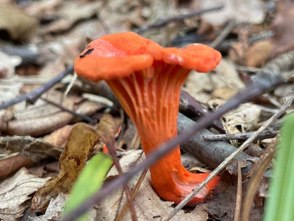 Red Chanterelle · August 2026 · photo: Photo: (c) Bobby McCabe, some rights reserved (CC BY) · iNaturalist