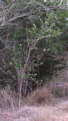 Koanophyllon albicaule