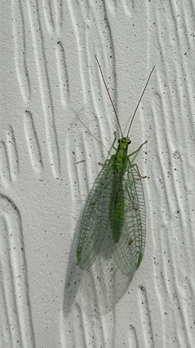 X-marked Green Lacewing