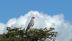 Melierax poliopterus