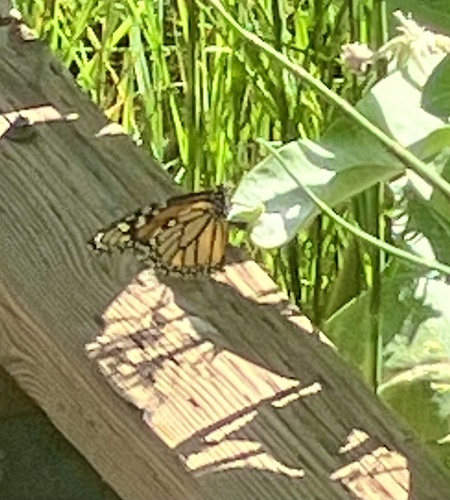 iNaturalist observation photo of Monarch