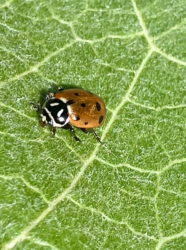 iNaturalist observation photo of Convergent Lady Beetle