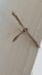Anstenoptilia