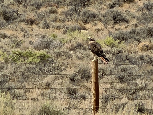 Red-tailed Hawk