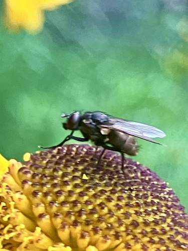 iNaturalist observation photo of House Flies and Allies