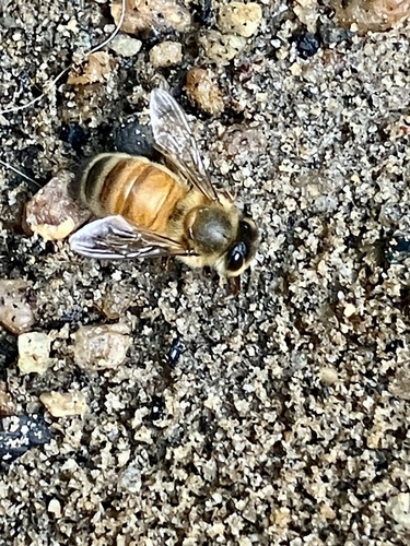 iNaturalist observation photo of Western Honey Bee