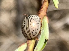 Calligrapha philadelphica
