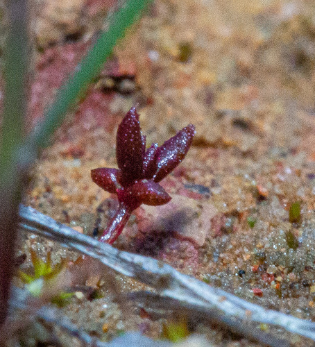 Crassula closiana