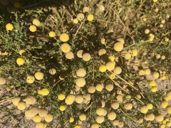 Oncosiphon pilulifer