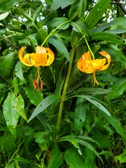 Lilium superbum, photograph (c) Will Kuhn, some rights reserved (CC BY)