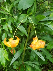 Lilium superbum, photograph (c) Will Kuhn, some rights reserved (CC BY)